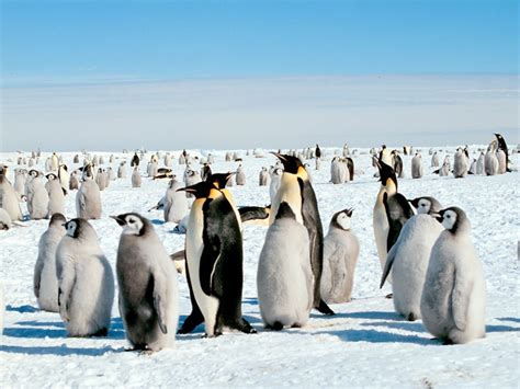 Antarctic Animal Pictures - National Geographic | National Geographic