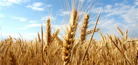 Image result for FS19 Dig Anywhere Mod