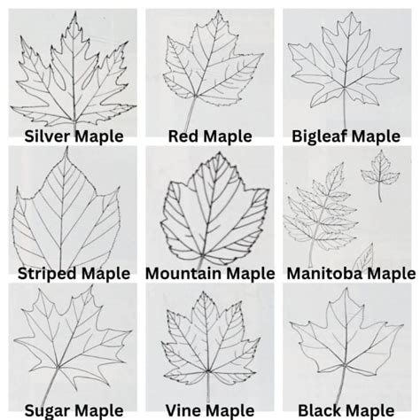 Image result for Maple Tree Identification Guide