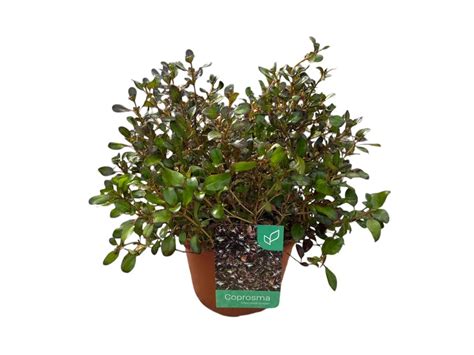 Coprosma Chocolate soldier | Cepaflor