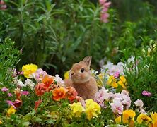 Image result for Bunny Garden Flower