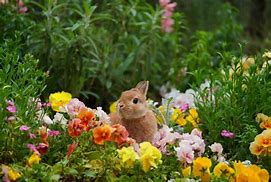 Image result for Bunny Garden