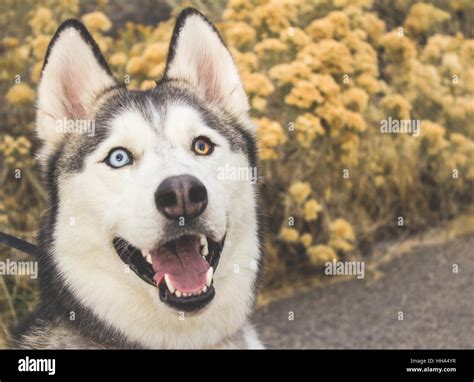 White and grey Siberian Husky with dual-colored eyes in field Stock ...
