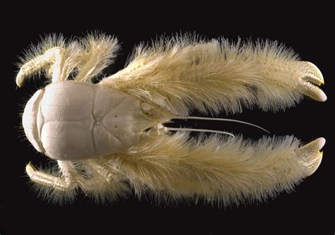 The Peaking Mind: The Yeti Crab