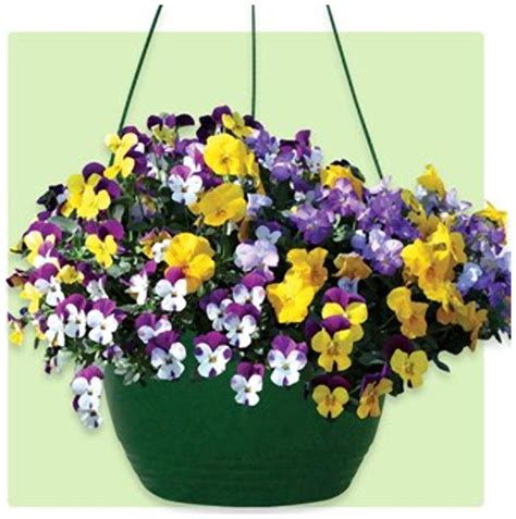 Buy Flower Seeds : Pansy Amnon And Tamar Flower Seeds For Basket Roof ...