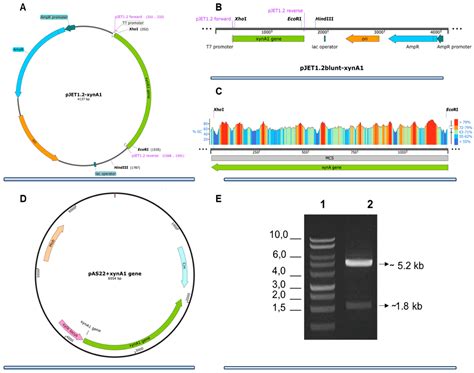 Bioengineering Caulobacter crescentus for Xylanase Applications in the ...