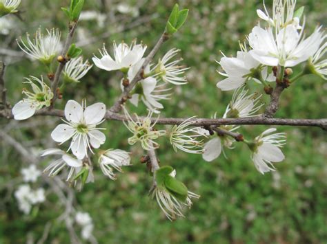 Prunus spinosa - Sloe, Blackthorn, שזיף קוצני, שזיף קוצני | The ...