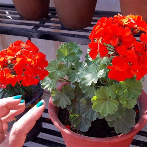 Gurveplantationi Geranium Flower Plant Live Indoor with Pot (Pack of 1 ...