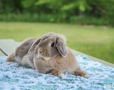 Image result for Baby Holland Lop Bunnies Drawing