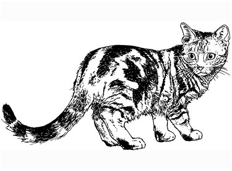 Realistic Cat Coloring Pages