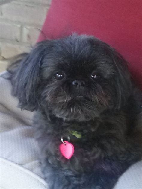 Cuteness! Black Shih Tzu … Shitzu Puppies, Labrador Retriever Puppies ...