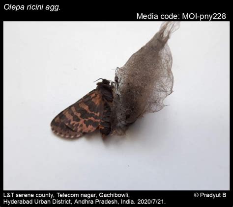 Olepa ricini agg. | Moths