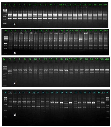 Phylogenetic Analysis and Genetic Diversity of Colletotrichum falcatum ...
