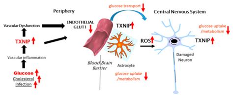 Thioredoxin-Interacting Protein (TXNIP) with Focus on Brain and ...