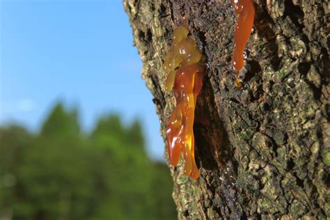 Image result for Exploding SAP Tree