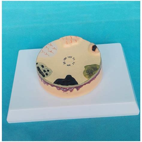 Buy Educational Model Skin d Anatomy Model Medical Anatomical Skin ...