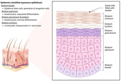 Radiation Dermatitis: Radiation-Induced Effects on the Structural and ...