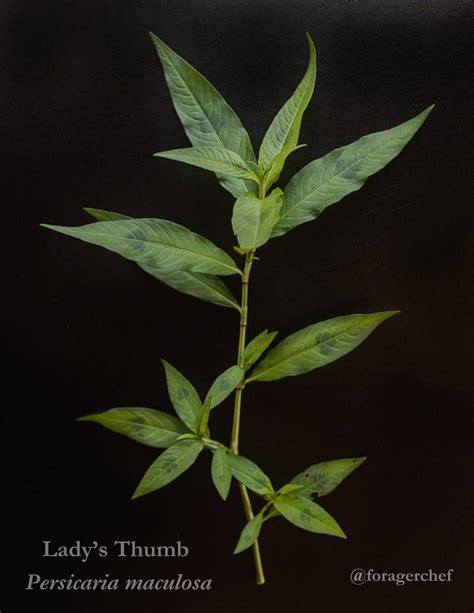 Edible Smartweeds: Lady's Thumb (Persicaria maculosa) & More