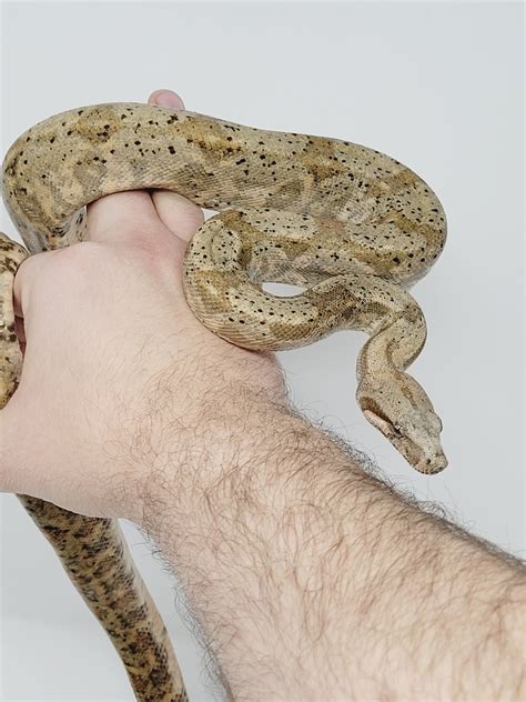 Hog Island Boa Boa Constrictor by Natural World Exotics LLC - MorphMarket