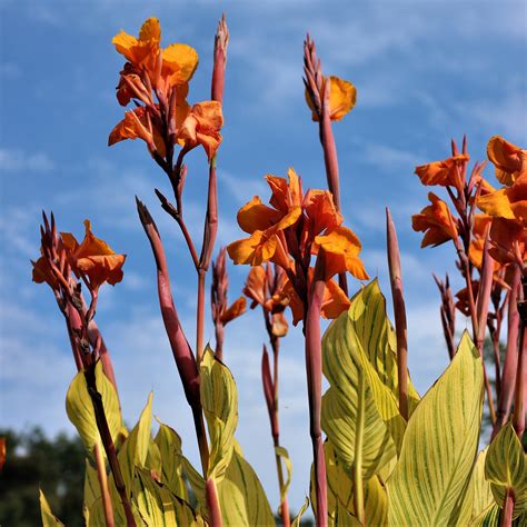 Pretoria Canna Bulbs | Canna Bengal Tiger Rhizomes – Easy To Grow Bulbs