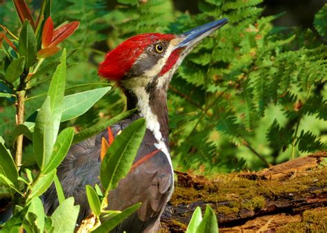 Why Do Woodpeckers Peck Wood? - BirdWatching