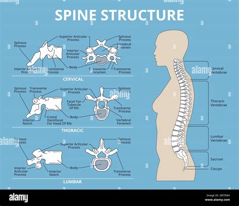 Spinal structure. Human anatomy, medical infographic educational poster ...