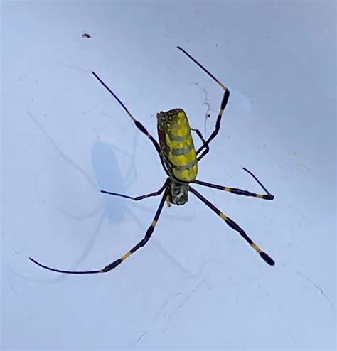 Spiders In North Carolina