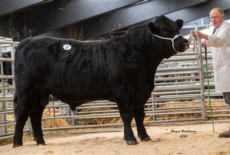 Carlisle Sale Report – October 2024 - Aberdeen-Angus Cattle Society