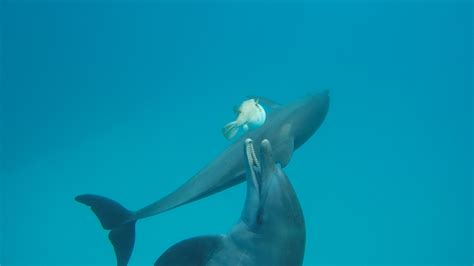 The curious reasons why dolphins play | Mashable