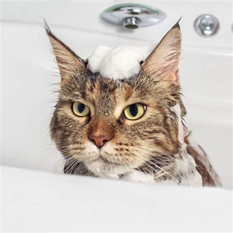 Maine Coon Grooming Tips - MaineCoon.org