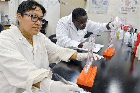 Image result for MLT Program