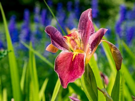 Japanese Iris Care: How And When To Plant Japanese Irises