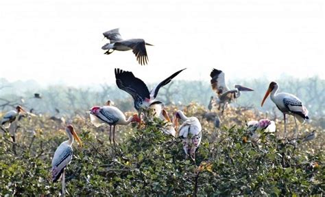 Oldest Bird Sanctuary In India | Vedanthangal Bird Sanctuary | TimesTravel