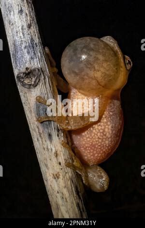 Image result for Spring Peeper Sound