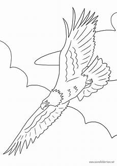 ausmalbilder zum ausdrucken adler adler zum ausmalen ausmalbilder pferde viele ausmalbilder zum ausdrucken adler adler zum ausmalen ausmalbilder pferde viele