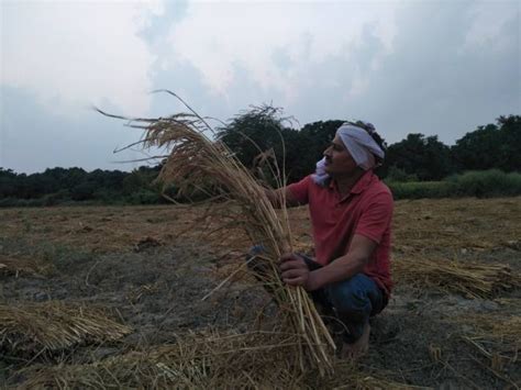 बदला मौसम का मिजाज, किसान के चेहरे पर छाई ¨चता की लकीरें