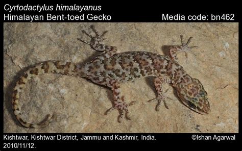 Cyrtodactylus himalayanus Duda & Sahi, 1978 - Himalayan Bent-toed Gecko ...