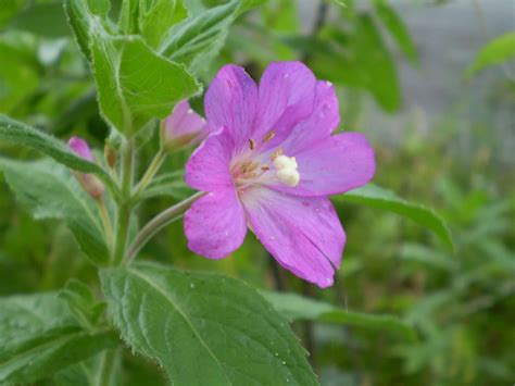 Guía completa para cuidar y aprovechar el Epilobium parviflorum