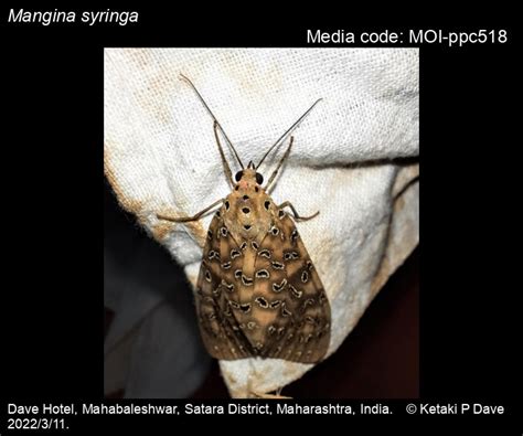 Mangina syringa (Cramer, [1775]) - | Moths