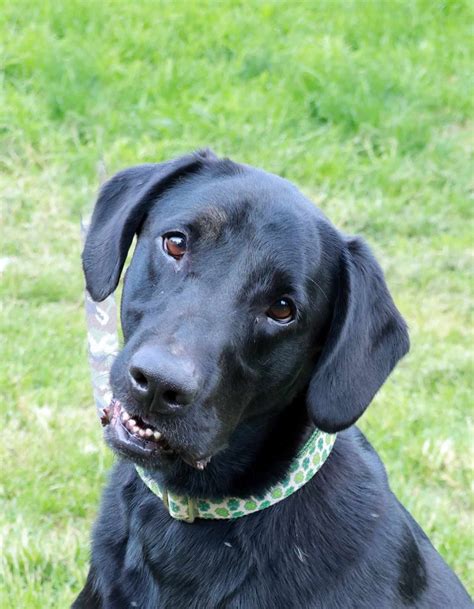 ROAR kitten, cat, and dog adoption event, Pet Supplies Plus Battle ...