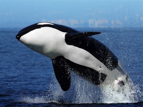 Orca Eating Penguin
