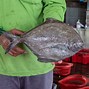 Image result for 鲳鱼 common pomfret