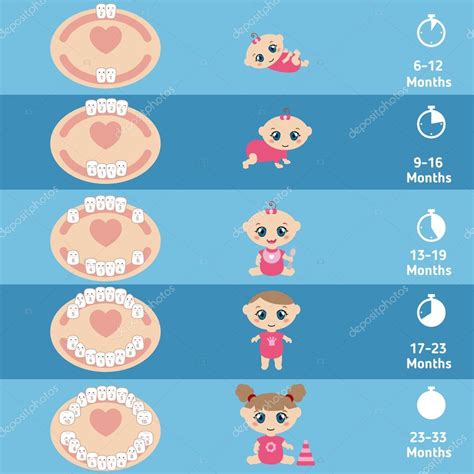 Pictures: teething babies | Baby teething chart — Stock Vector © NinaMunha #104241486