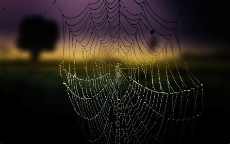 Spider Web HD Wallpaper | Background Image | 2560x1600 | ID:169751 ...