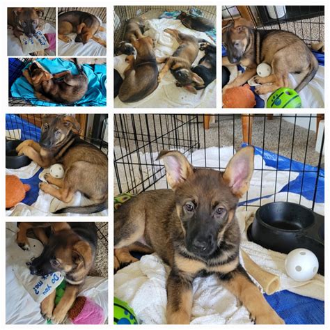 41+ German Shepherd Puppies For Sale in Oregon City | $100 – $1,500