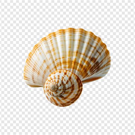 Image result for Empty Shell PNG