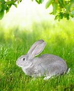 Image result for Pet Rabbit Gray