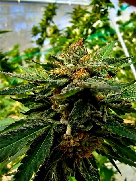 Allied Corp - Proveedor de Cannabis Médico