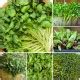 Micro Greens Seeds