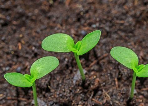 Balsam Plant- How to grow, care and types of Balsam plant – Abana Homes